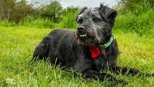 Mortimer & Whitehouse: Gone Fishing Season 7 Episode 3 - Driffield Beck, East Yorkshire – Brown Trout