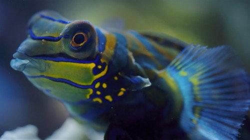 Earth at Night in Colour Season 2 Episode 4 - Coral Reef