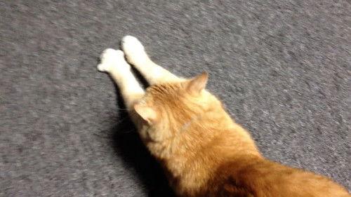 RT Life Season 2 Episode 24 - Joe the Cat talks to Brandon