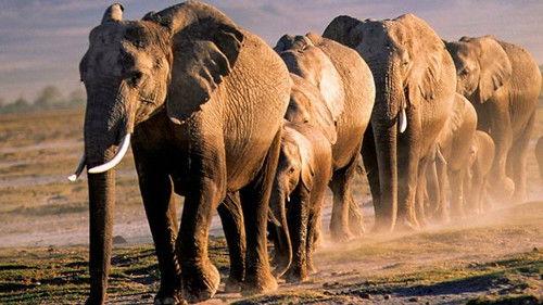 Chris Packham's Animal Einsteins Season 1 Episode 6 - Travellers