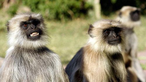 Natural World Season 18 Episode 12 - Monkey Warriors