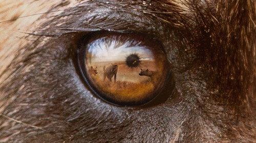 Predators Season 1 Episode 5 - Wild Dogs