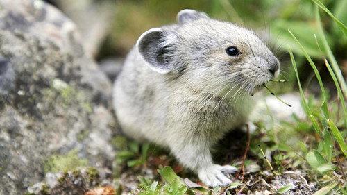 A Year on Planet Earth Season 1 Episode 3 - Summer