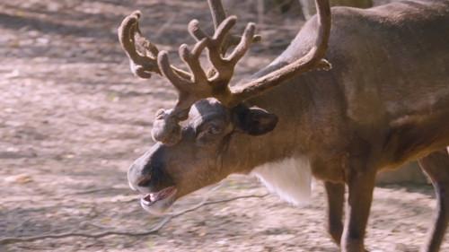 Secrets of the Zoo Season 5 Episode 2 - Reindeer Pedicure