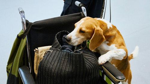 Dog Squad Season 14 Episode 5 - Episode 5