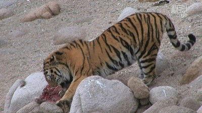 Wild Russia Season 1 Episode 2 - Primorye