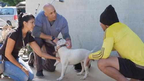 The Street Vet Season 1 Episode 11 - Antonia & Piglet