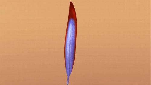 Dinosaur Train Season 1 Episode 13 - Now with Feathers!