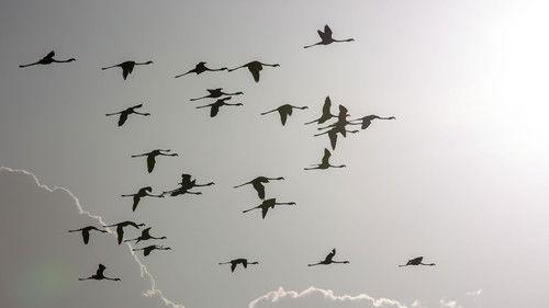 Incredible Animal Journeys Season 1 Episode 2 - Chasing the African Rains