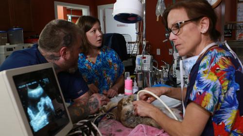 Dr. K's Exotic Animal ER Season 2 Episode 7 - H2O No!