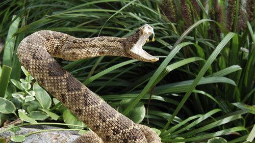 NOVA Season 38 Episode 15 - Venom: Nature's Killer