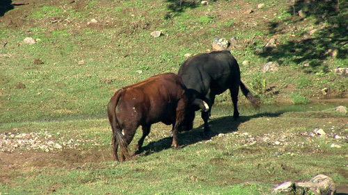 Animal Fight Night Season 3 Episode 5 - Killer Clashes