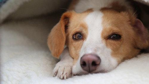 NOVA Season 53 Episode 3 - Can Dogs Talk?