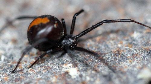 Natural World Season 18 Episode 13 - Dangerous Australians