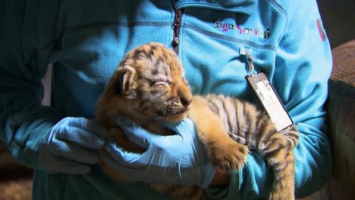 Dyrepasserne Season 6 Episode 4 - Episode 4