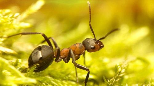 The Wonder of Animals Season 1 Episode 4 - Ants