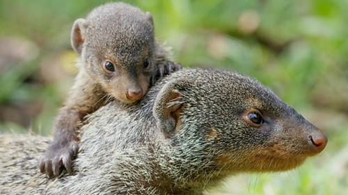 Serengeti Season 3 Episode 1 - Refuge