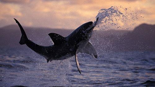 Nature Season 25 Episode 13 - Sharkland