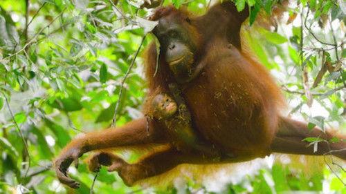 Wild Babies Season 1 Episode 3 - On the Move