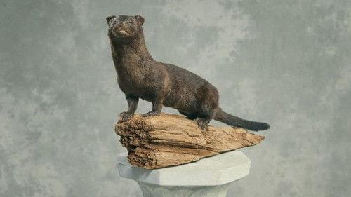 Minkavlerne Season 3 Episode 2 - Episode 2