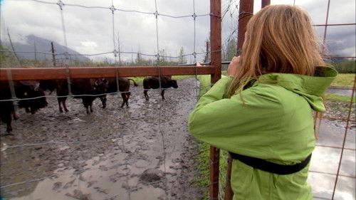 Dr. Oakley, Yukon Vet Season 2 Episode 10 - Havoc in the Herd