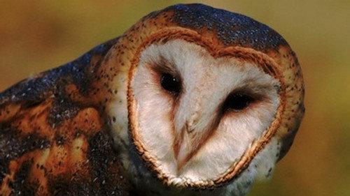 Natural World Season 22 Episode 6 - Five Owl Farm