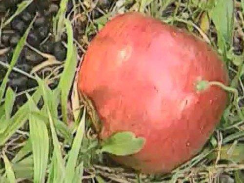 Forensic Files Season 4 Episode 10 - Core Evidence