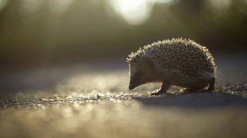 Nature Season 16 Episode 9 - Secret Garden