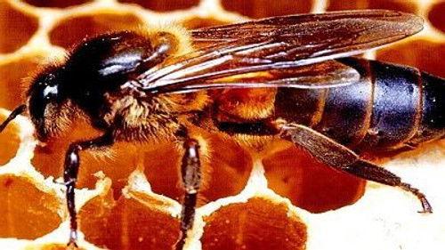 Natural World Season 19 Episode 12 - Killer Bees and Magic Trees