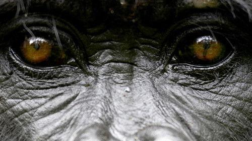 Nature Season 26 Episode 11 - The Gorilla King