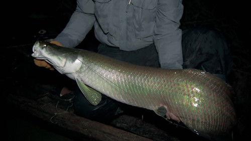 River Monsters Season 5 Episode 1 - Face Ripper