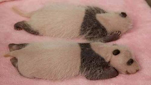 Natural World Season 30 Episode 7 - Panda Makers