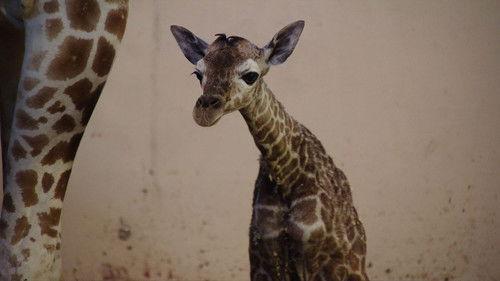 Dyrepasserne Season 3 Episode 17 - Episode 17