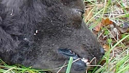 MonsterQuest Season 1 Episode 6 - Mutant Canines