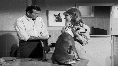 The Fugitive Season 3 Episode 21 - Shadow of the Swan