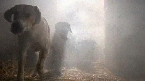 Are You Afraid of the Dark? Season 1 Episode 5 - The Tale of the Hungry Hounds