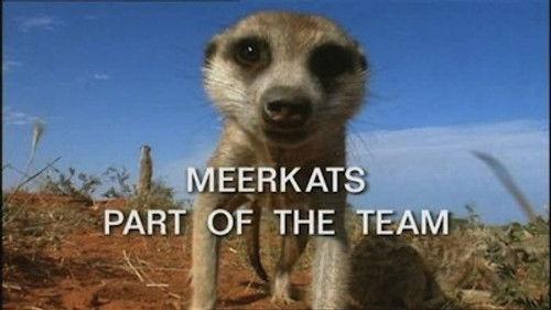 Natural World Season 21 Episode 1 - Meerkats: Part of the Team