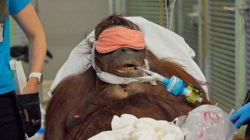 Dyrepasserne Season 15 Episode 1 - Episode 1