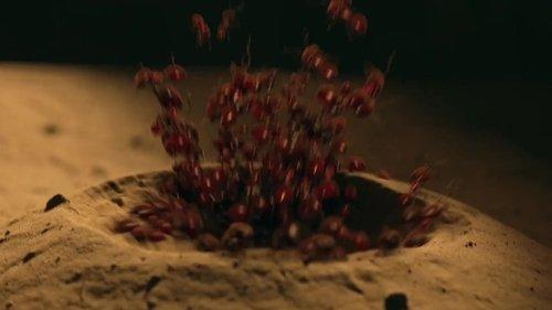 Candle in the Tomb Season 1 Episode 11 - Episode 11