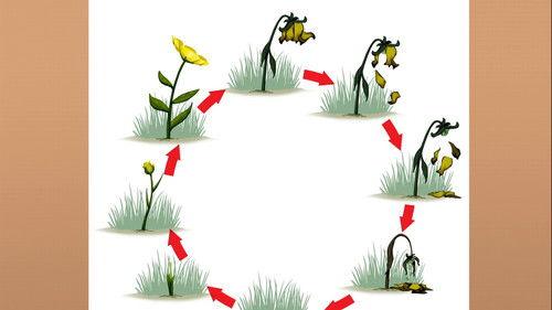 Dinosaur Train Season 2 Episode 8 - Tiny Loves Flowers