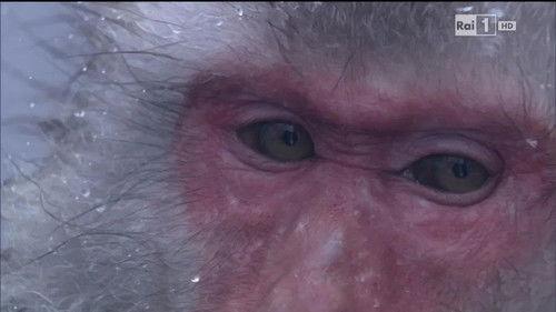 Superquark Season 21 Episode 6 - Episode 6