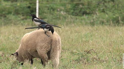 Des bêtes et des sorcières Season 1 Episode 3 - Episode 3