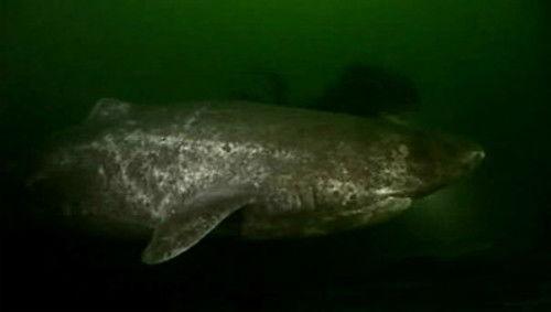 MonsterQuest Season 2 Episode 18 - Jaws in Illinois