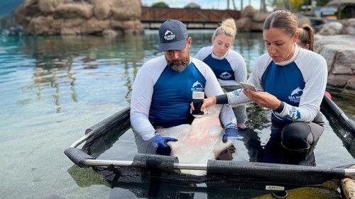 Gold Coast Ocean Rescue Season 1 Episode 4 - Episode 4