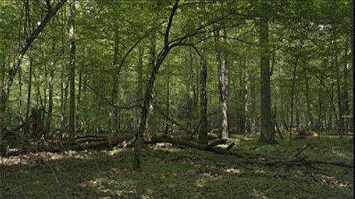 Le Peuple des forêts Season 1 Episode 2 - Episode 2