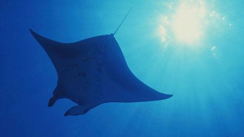 The Blue Planet Season 1 Episode 3 - Open Ocean