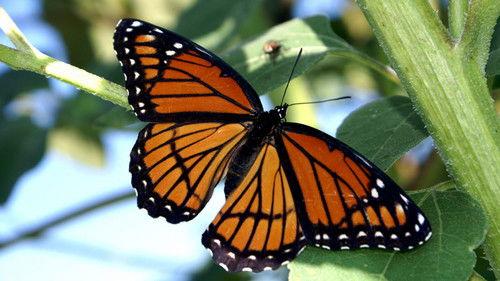 Nature Season 14 Episode 8 - Alien Empire: Hardware & Replicators