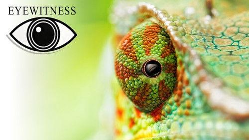 Eyewitness Season 3 Episode 12 - Sight