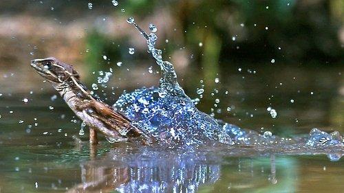 Life Season 1 Episode 2 - Reptiles and Amphibians