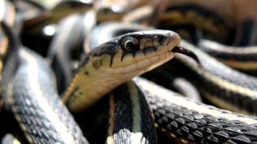 Nature Season 26 Episode 10 - What Females Want and Males Will Do (2)